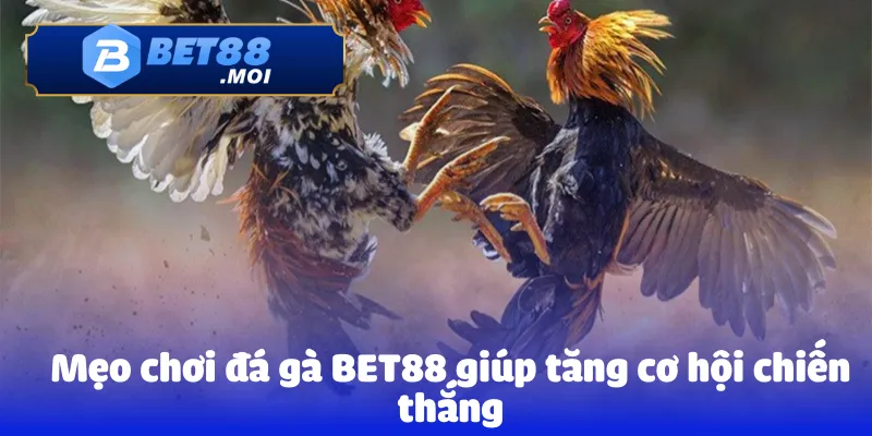 Mẹo chơi đá gà BET88 giúp tăng cơ hội chiến thắng