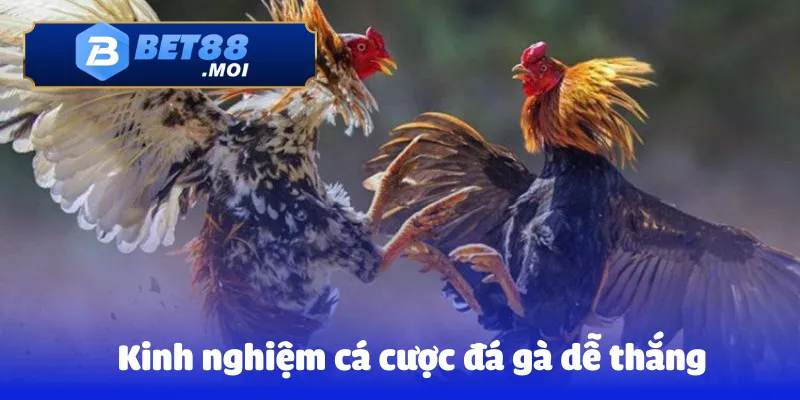 Kinh nghiệm cá cược đá gà dễ thắng